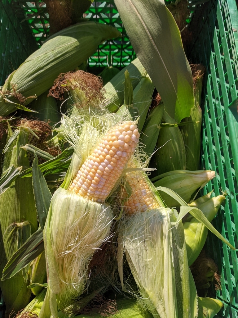 sweet corn in a crate