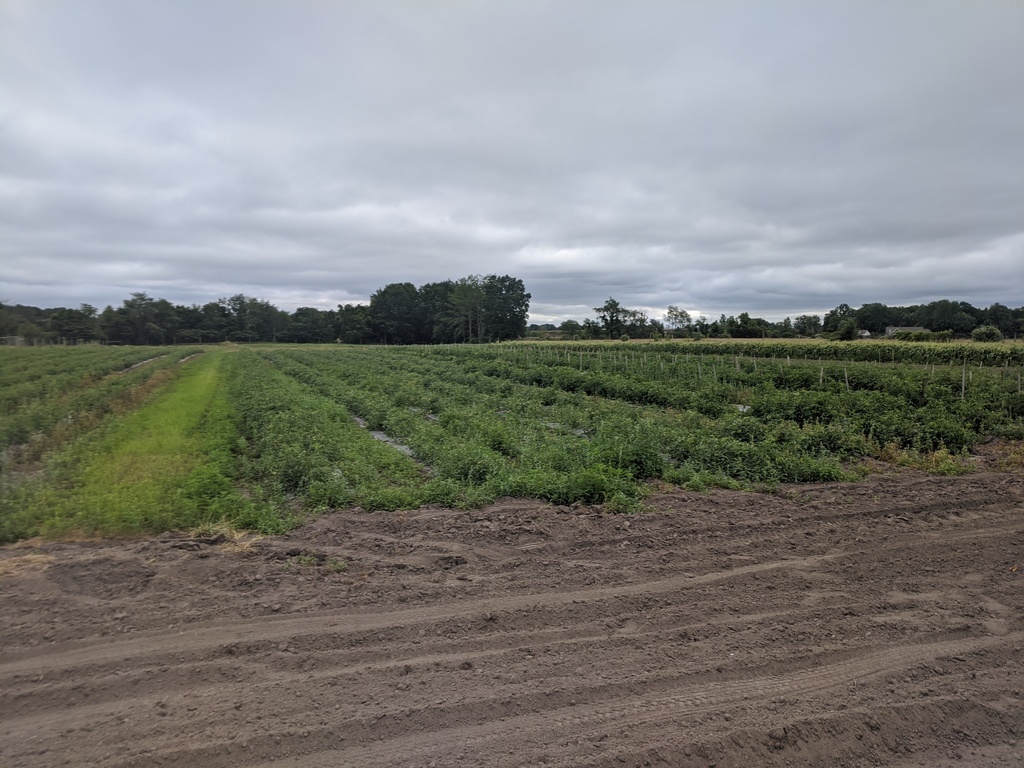 some of our vegetable fields
