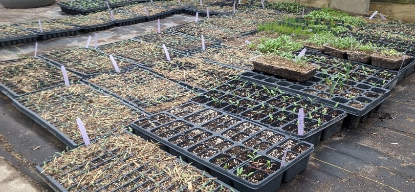 plants growing in our greenhouse