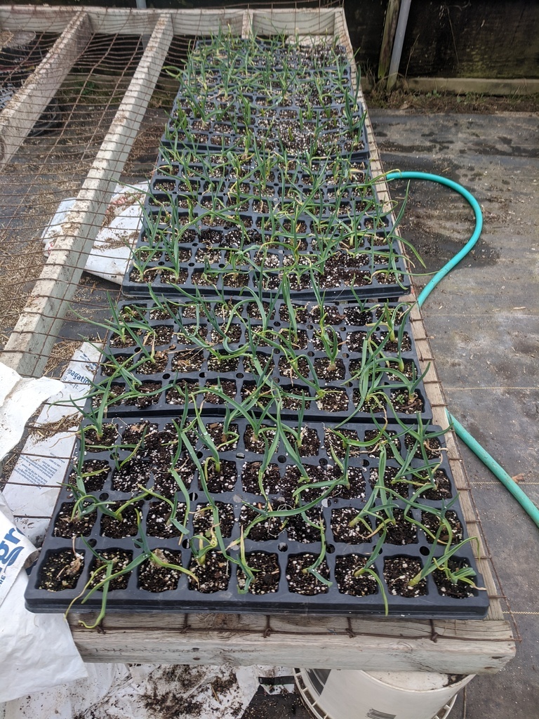 garlic plants