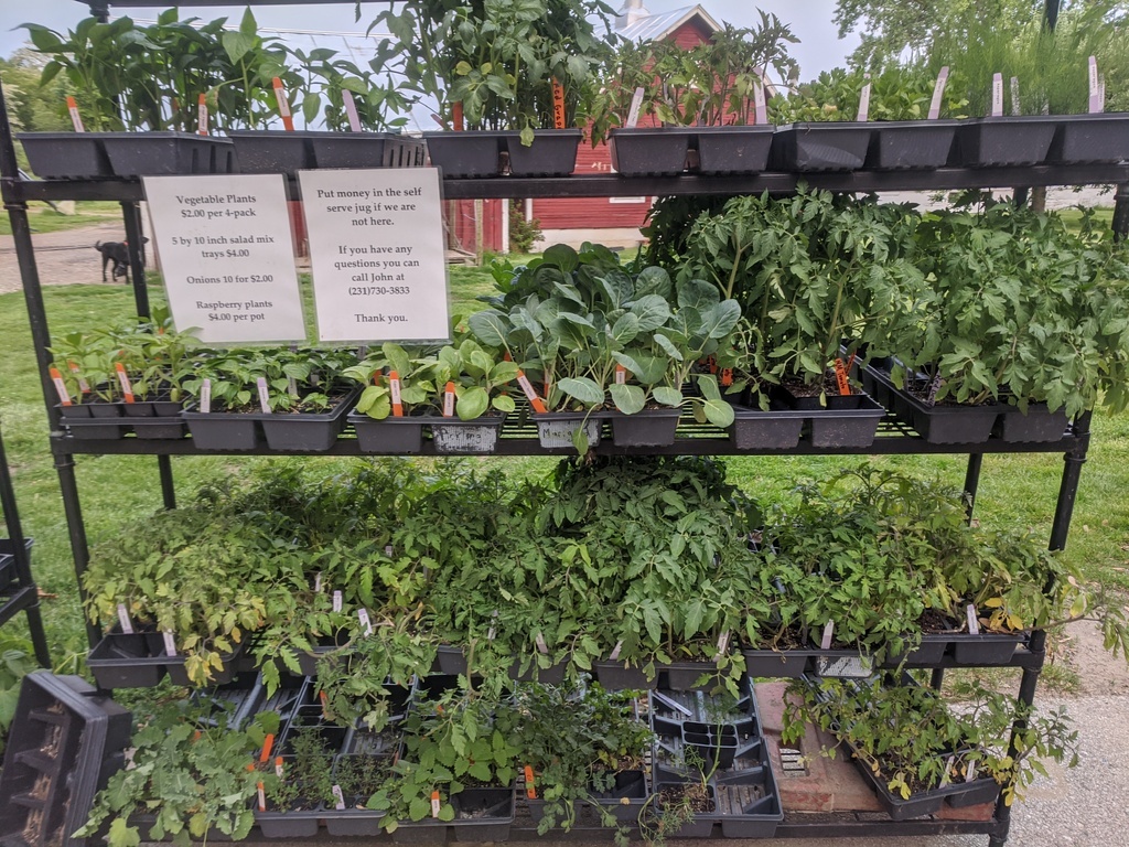 vegetable plants on our shelf