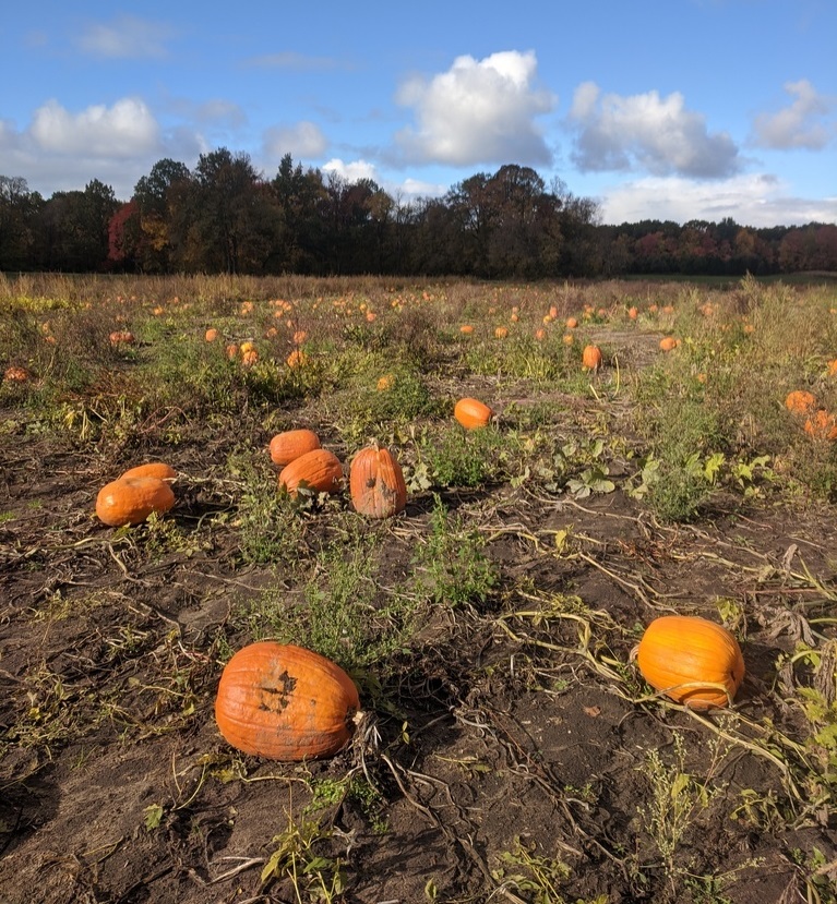 pumpkins in our pumpkin patch