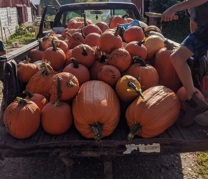 pumpkins in the back of a pickup truck