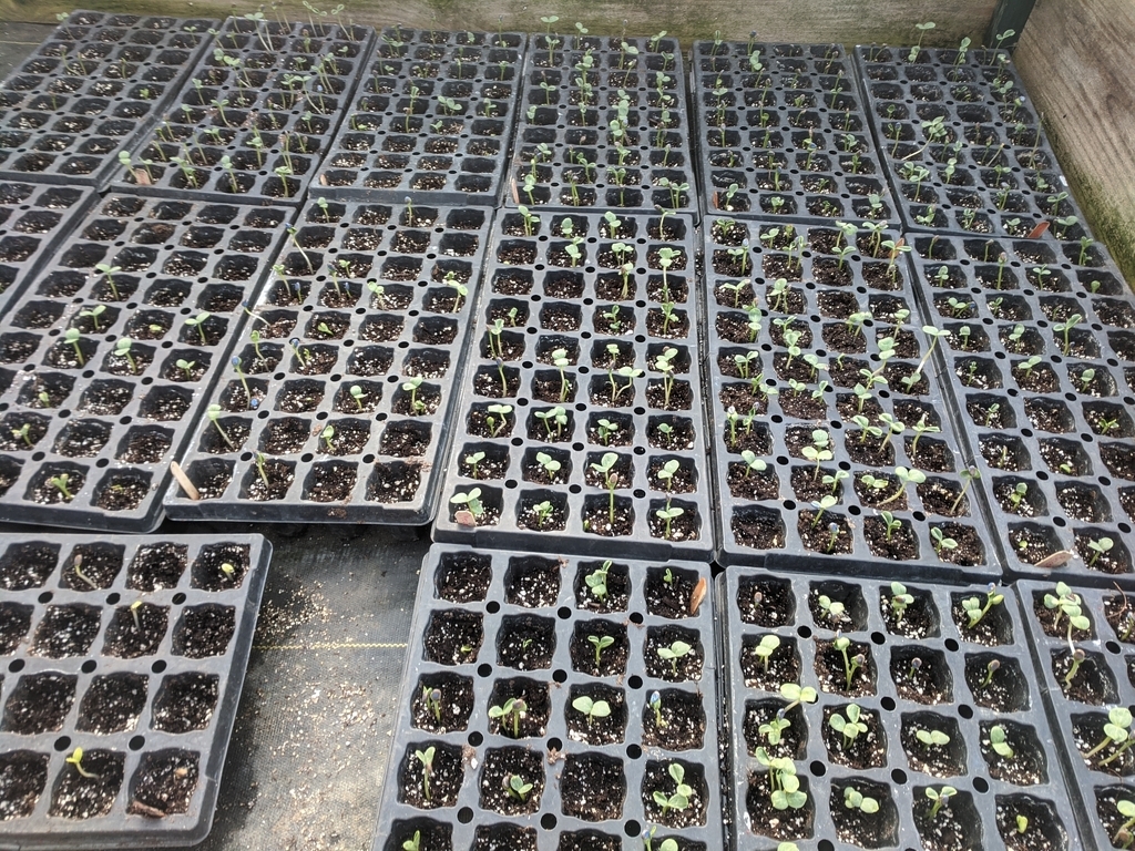 seedless watermelon plants