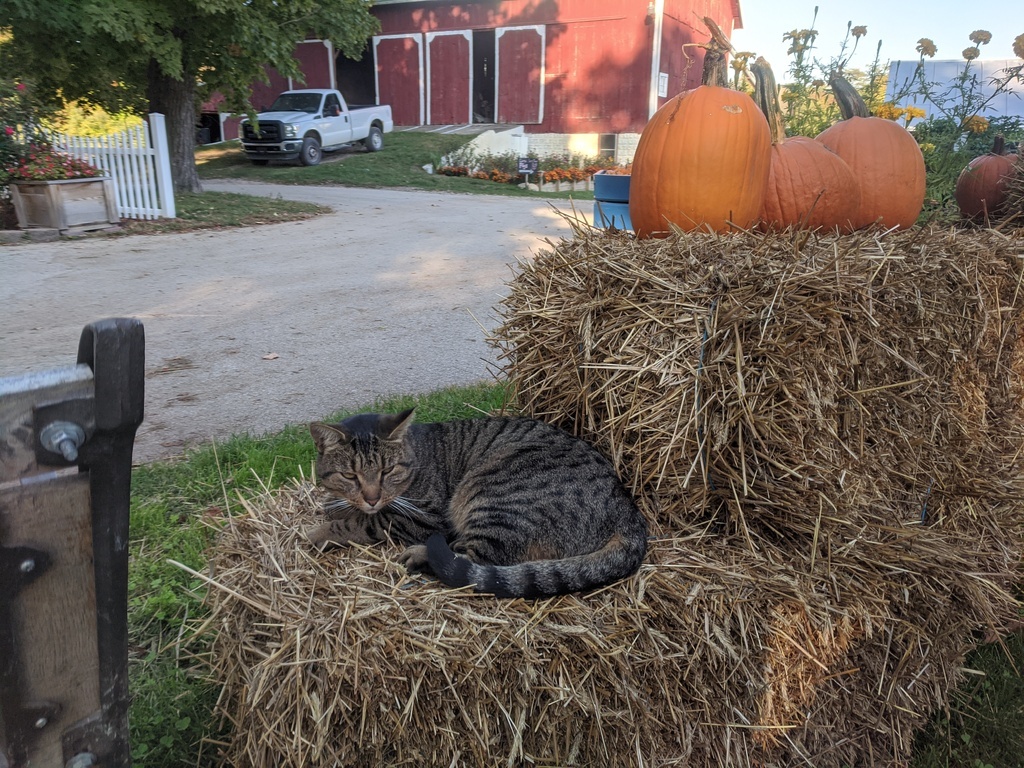 Our cat Rowdy lying on a straw bale