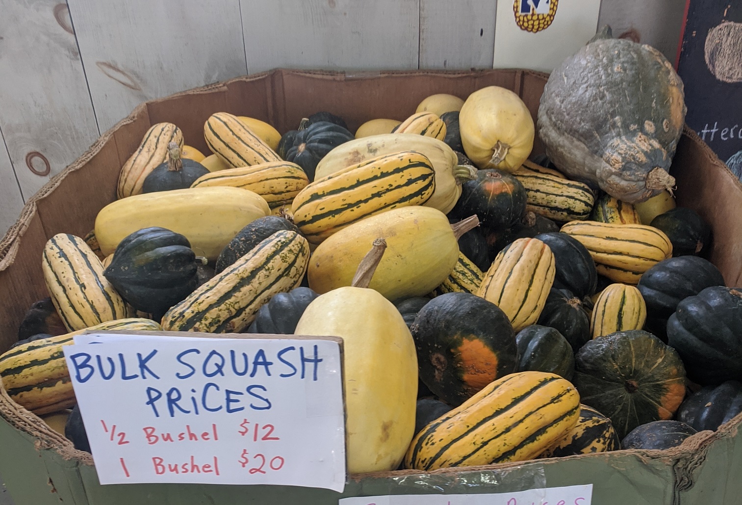 a bin of squash