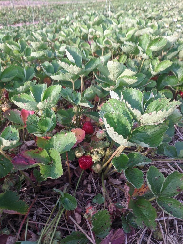 red and green strawberries