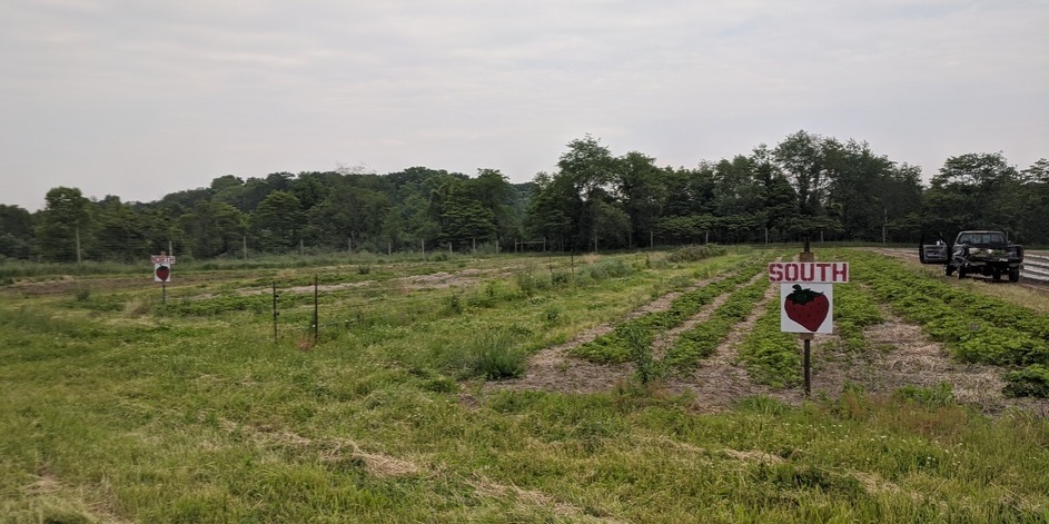 our strawberry patches