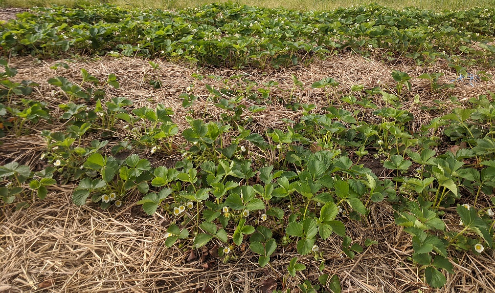 our strawberry patch