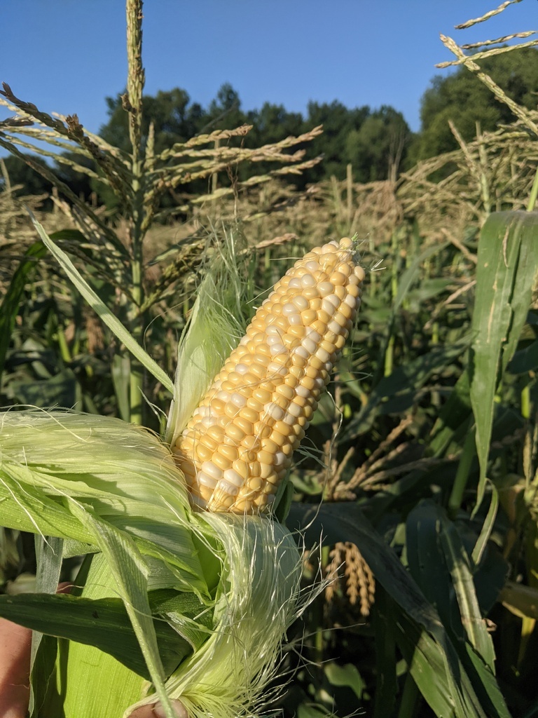 sweet corn