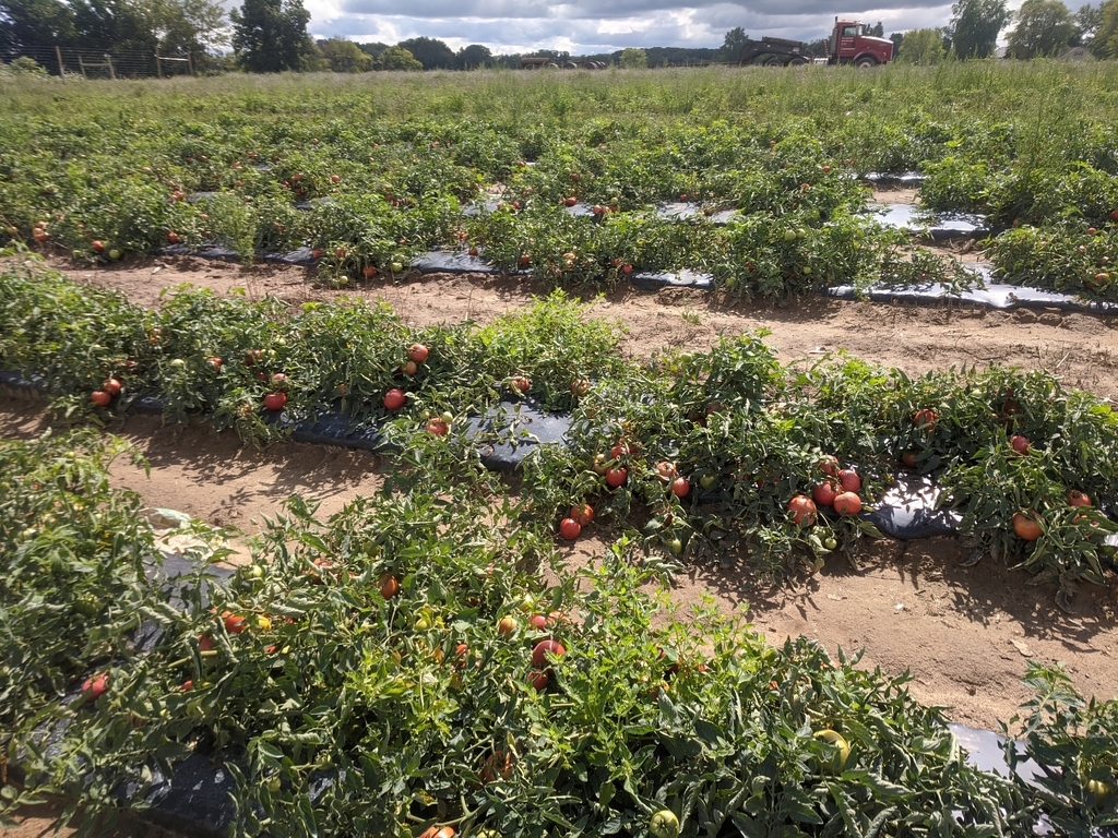 tomato patch