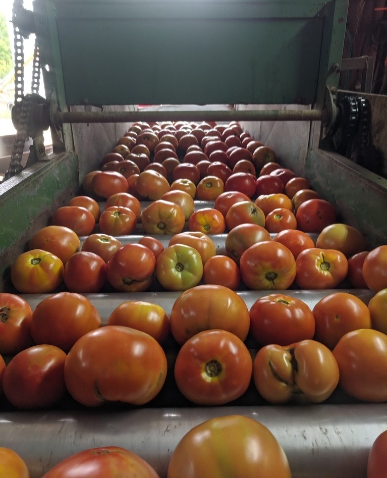 tomatoes rolling down a tomato washer